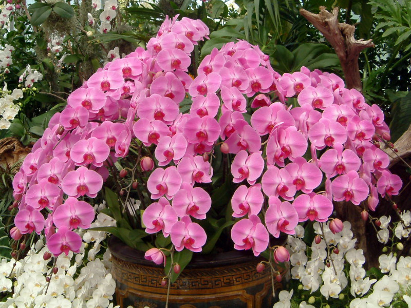 Phalaenopsis(�t�@���m�v�V�X)pink