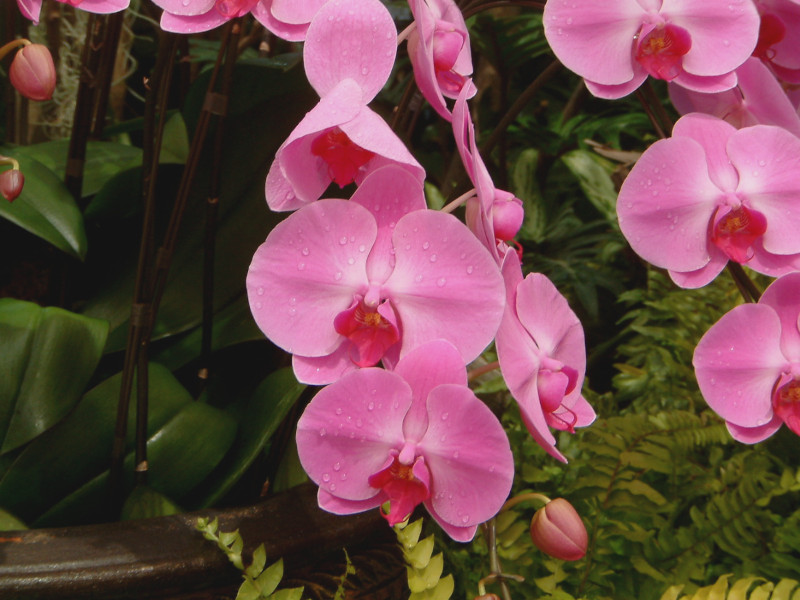 Phalaenopsis(�t�@���m�v�V�X)pink