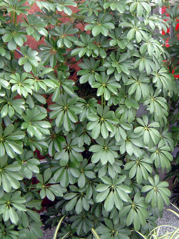 �V�F�t����(Schefflera)