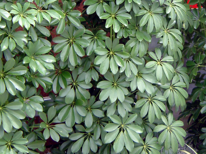 �V�F�t����(Schefflera)