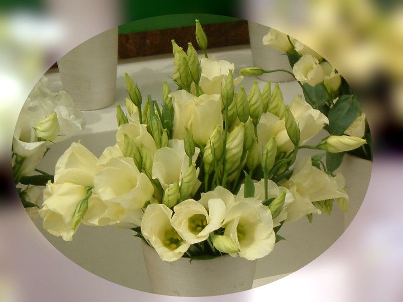 �g���R�M�L���E'�A�|�[���N���[��'