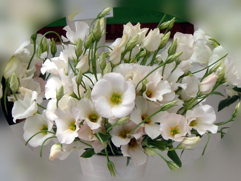 ���[�X�g�}�E�}�`�F���[�s��