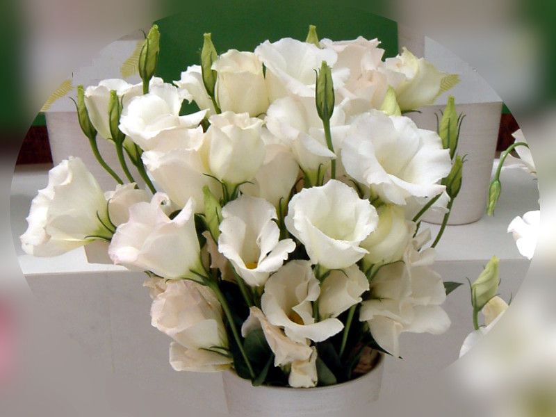 �g���R�M�L���E'�T���r�[�`�l�r�A�@�\�t�g�s���N'