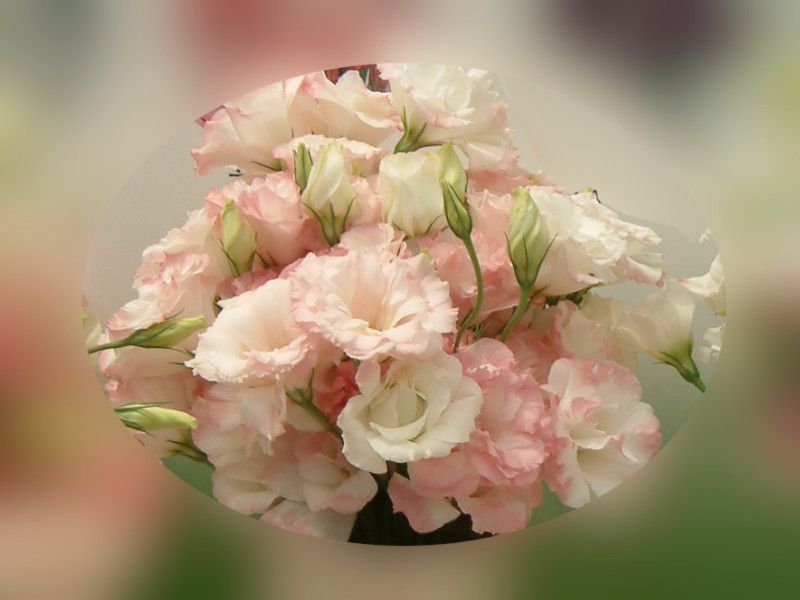 �g���R�M�L���E  '�_�C�������h�r�[�`'