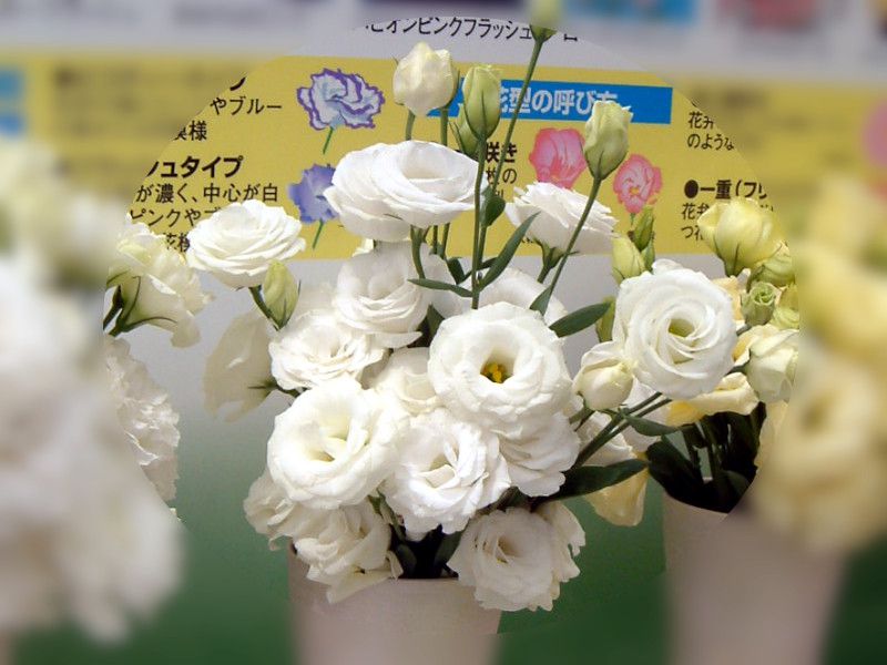 �g���R�M�L���E '�s�b�R���[�T�X�m�['