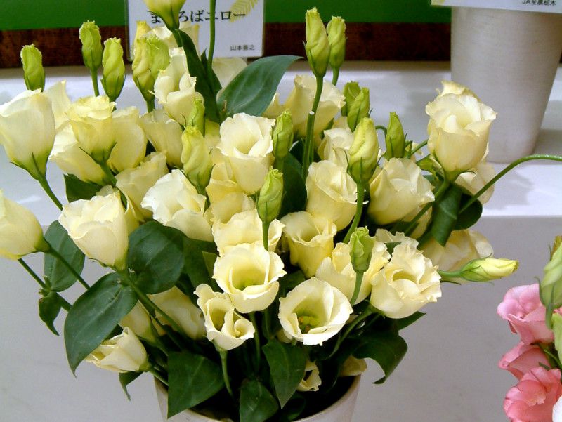 �g���R�M�L���E '�ЂƂ�'