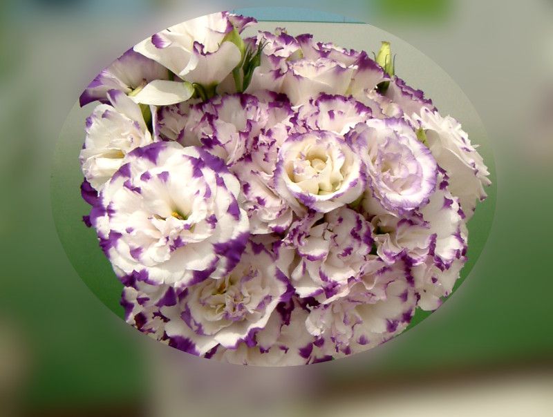�g���R�M�L���E'�X�N�����[�u���['