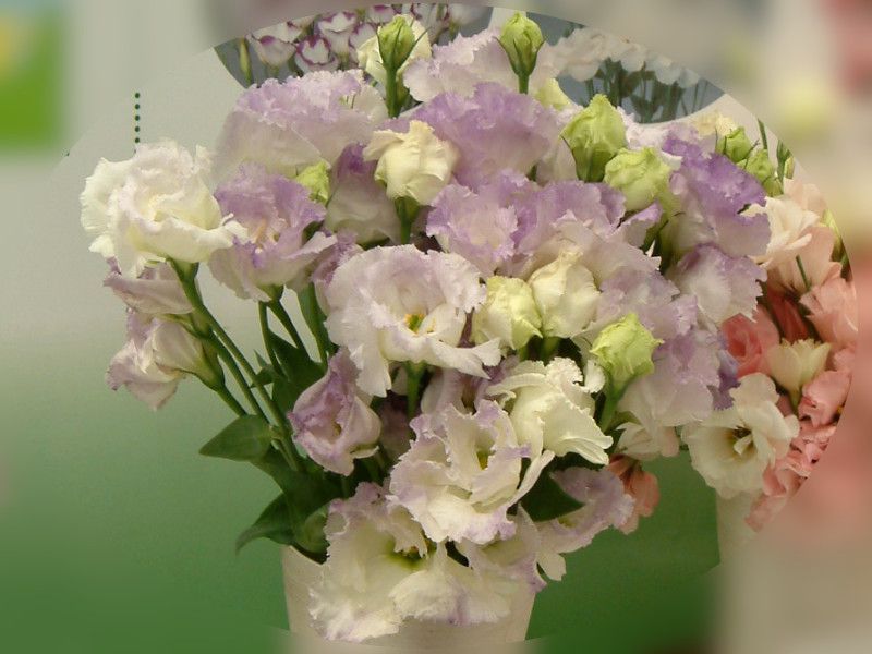 �g���R�M�L���E'�܂ق�΃u���[�t���b�V��'