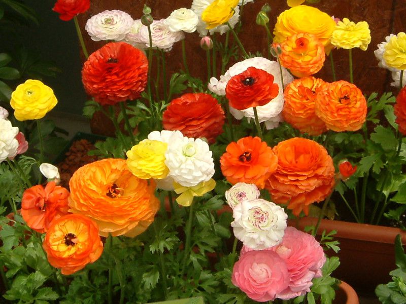rananculus
