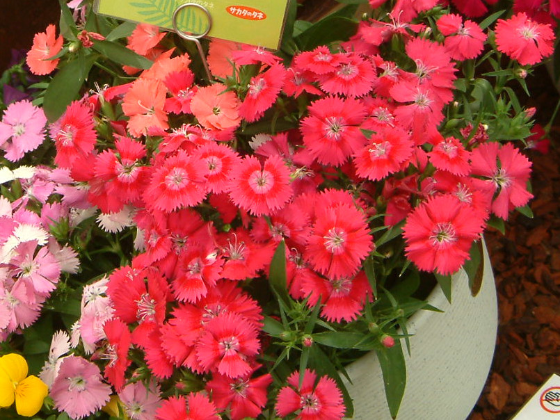 Dianthus '�t�H�g��'