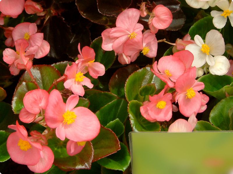 �x�S�j�A�E�Z���p�t���[�����X(Begonia semperflorens)