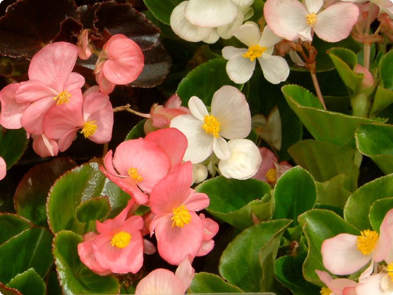�x�S�j�A�E�Z���p�t���[�����X(Begonia semperflorens)