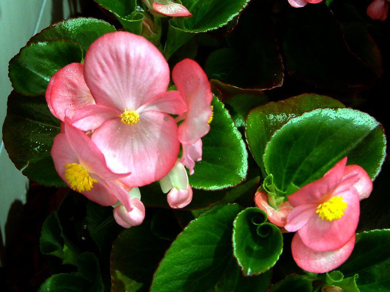 �x�S�j�A�E�Z���p�t���[�����X�iBegonia semper florens�j