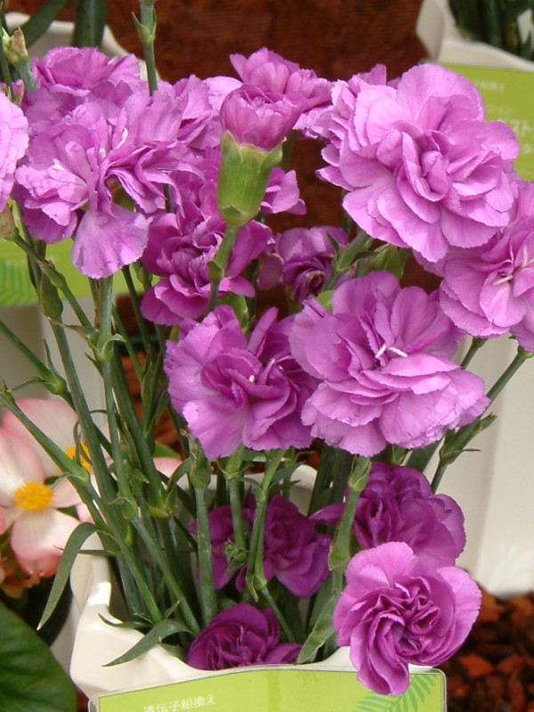 �J�[�l�[�V����(carnation)