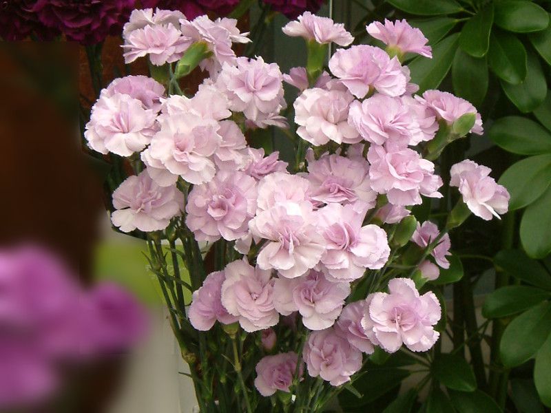 �J�[�l�[�V����(carnation)