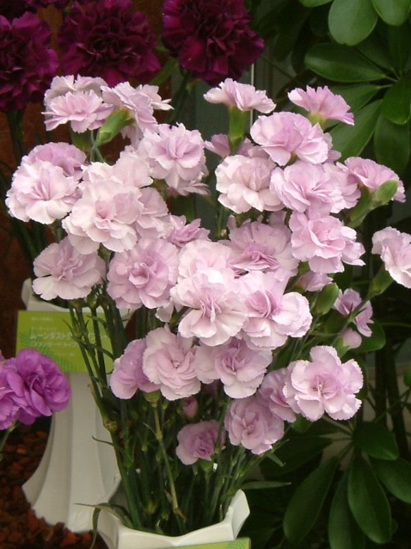 �J�[�l�[�V����(carnation)