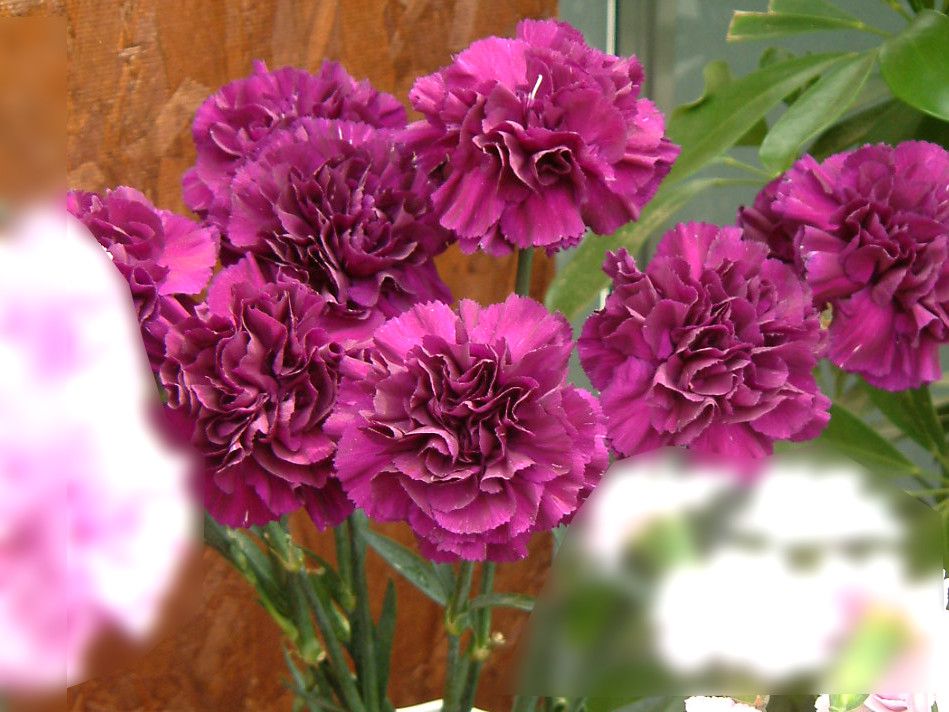 �J�[�l�[�V����