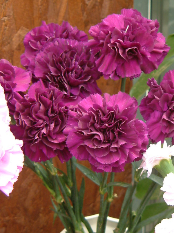 �J�[�l�[�V����(carnation)