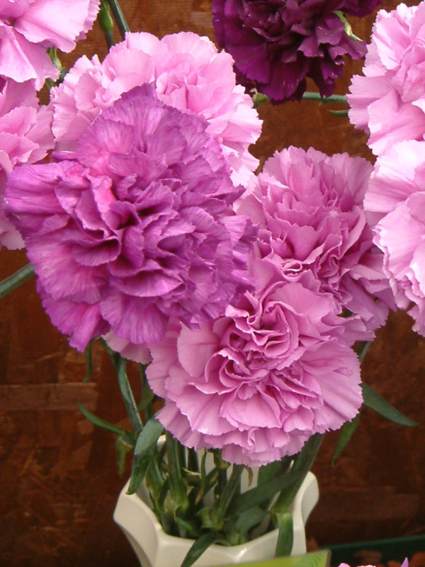 �J�[�l�[�V����(carnation)