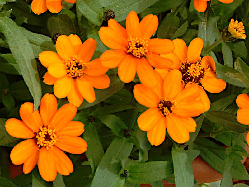 �W�j�A�E�v���t���[�W����(Zinnia Profusion)