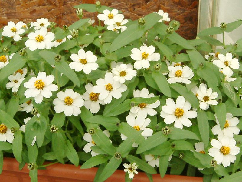 �W�j�A�E�v���t���[�W����(Zinnia Profusion)