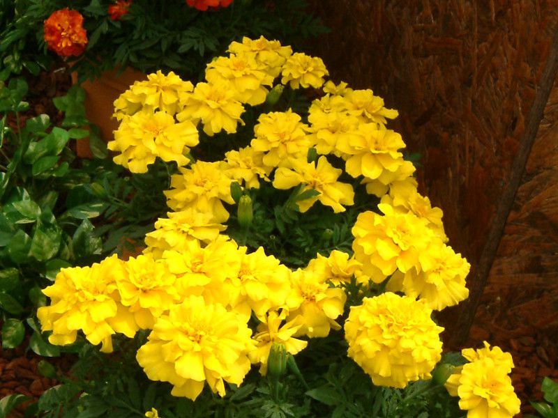 �}���[�S�[���h(Marigold)