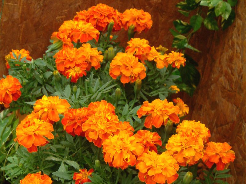 �}���[�S�[���h(Marigold)