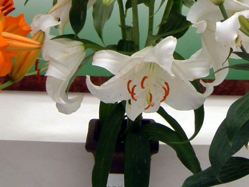 �J�T�u�����J(Casa blanca)