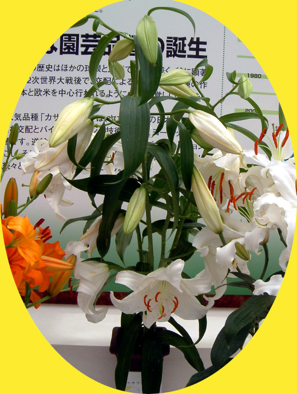 �J�T�u�����J(Casa blanca)