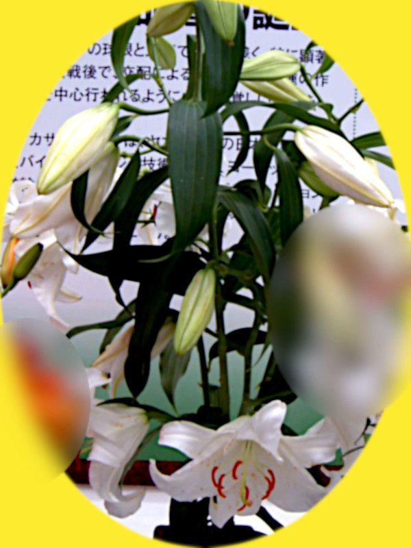 �J�T�u�����J(Casa blanca)