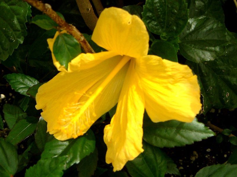 �n�C�r�X�J�X(Hibiscus)