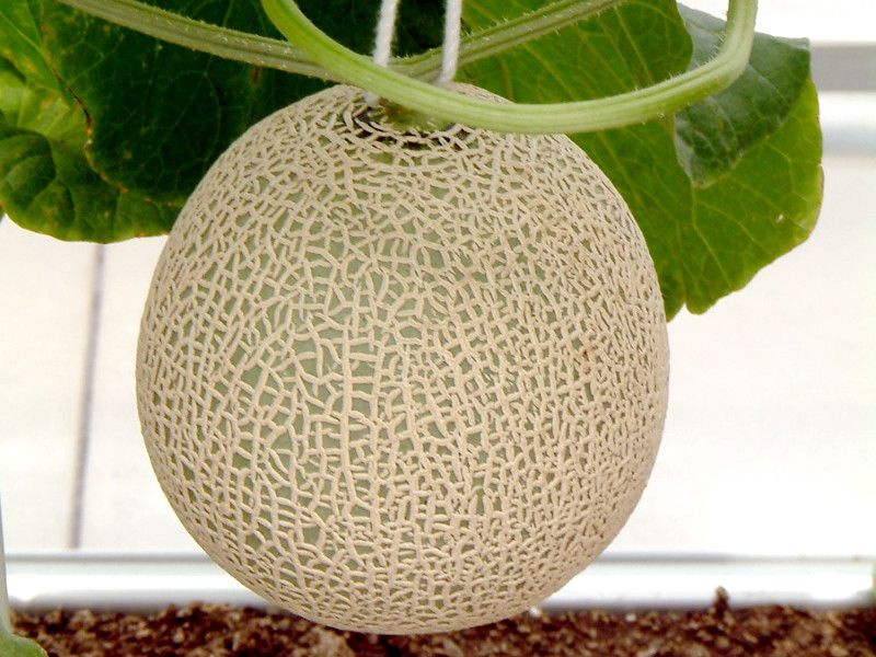 �}�X�N������(Musk melon) 