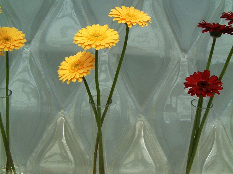 �K�[�x��(gerbera)