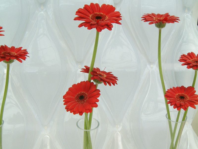 �K�[�x��(gerbera)