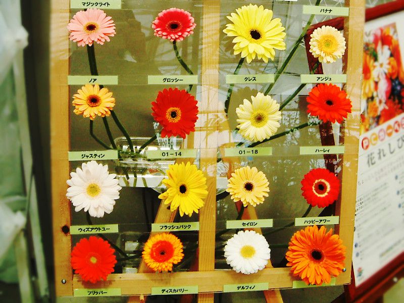 �K�[�x��(gerbera)