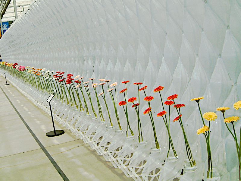 �K�[�x��(gerbera)