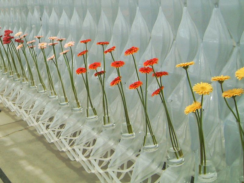�K�[�x��(gerbera)