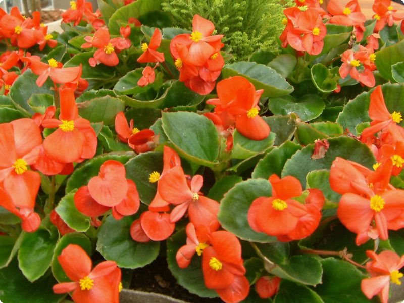�x�S�j�A�E�Z���p�t���[�����X(Begonia semperflorens)