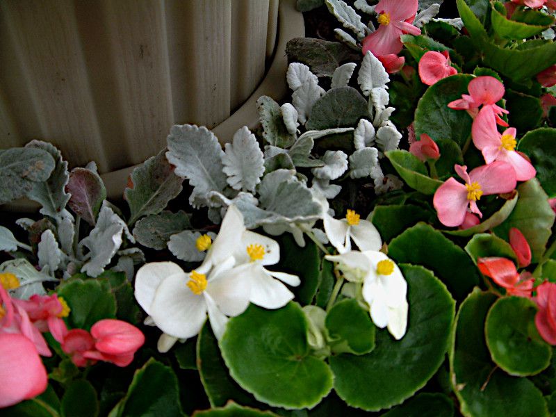 �x�S�j�A�E�Z���p�t���[�����X(Begonia semperflorens)