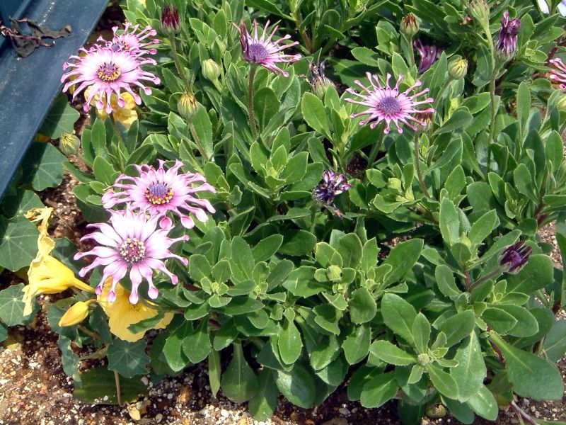 rananculus