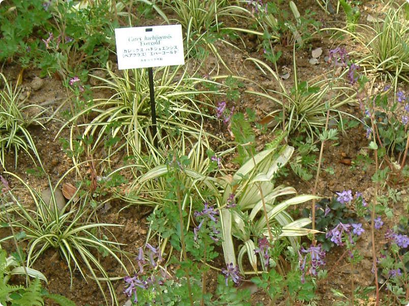 �J���b�N�X�E�G�o�[�S�[���h(Carex hachioensis 'Evergold')