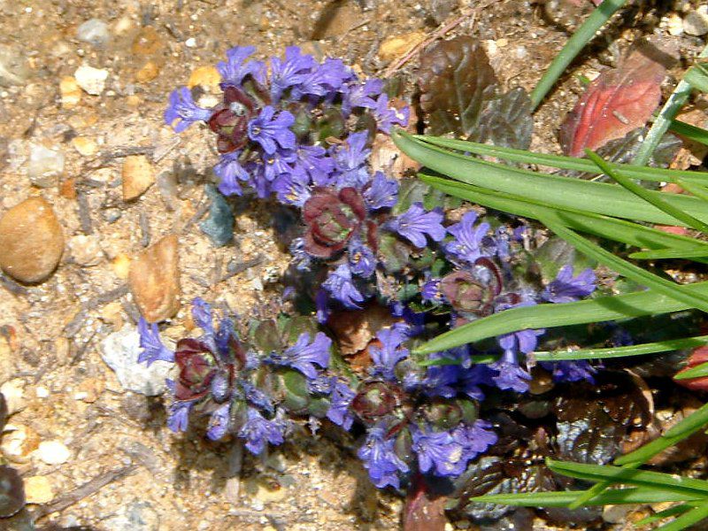 ajuga-reptans