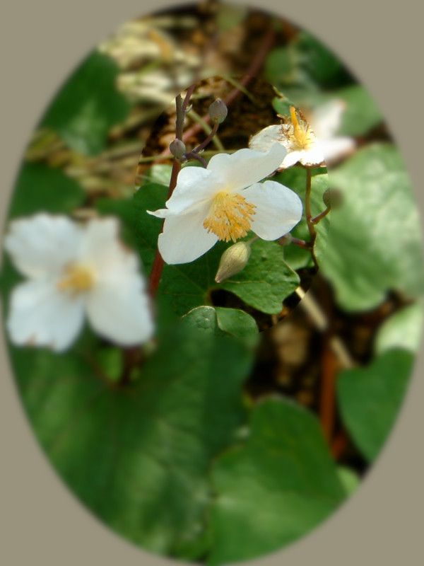 �V�����L�Q�V(����H�q)