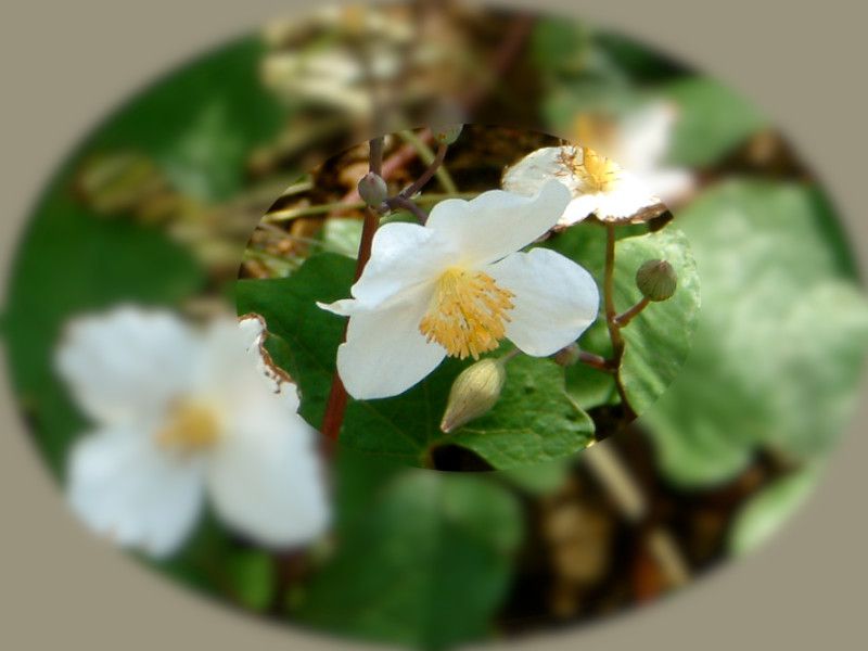 �V�����L�Q�V(����H�q)