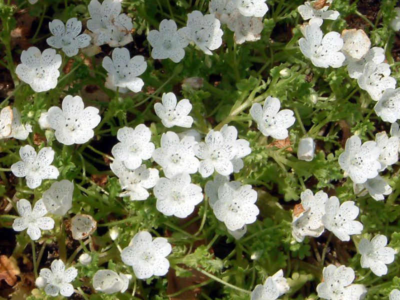 �l���t�B���X�m�[�X�g�[��(Nemophila snow-storm)