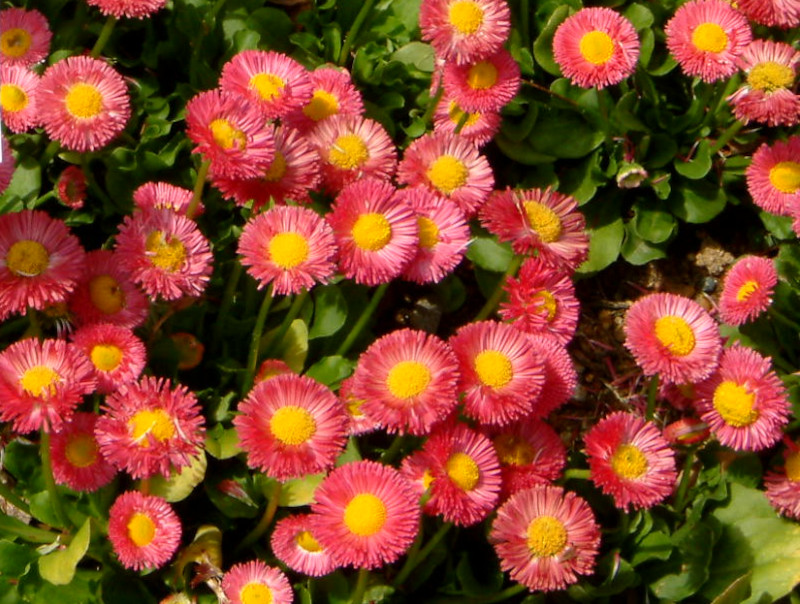 �f�[�W�[(Daisy)