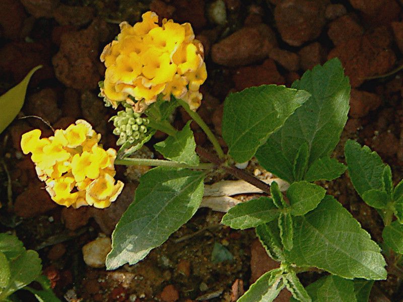 �����^�i �C�G���[�X�v���b�V��(Lantana Yellow sprash) 