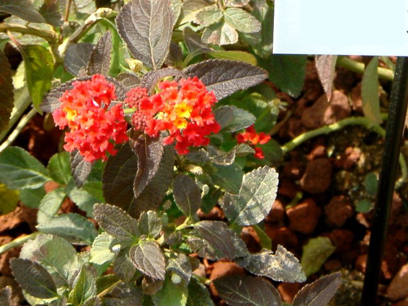 �����^�i(Lantana) 