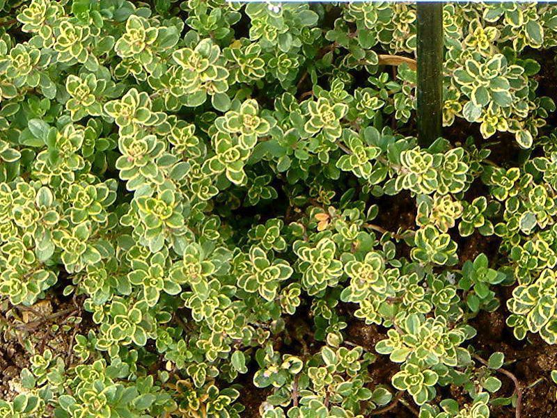 �^�C�� '�������o���G�Q�C�e�b�h'(Thymus lemon variegated) 