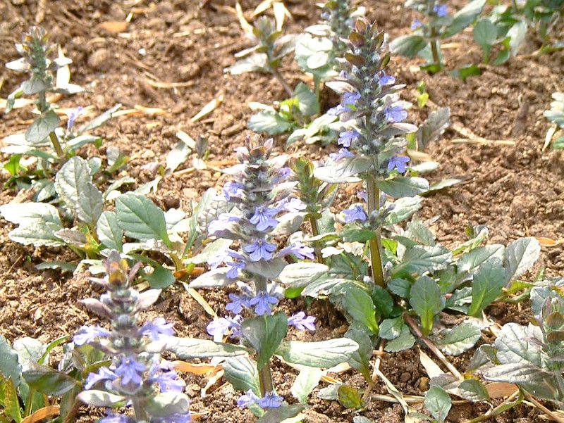 ajuga-reptans-valfredda
